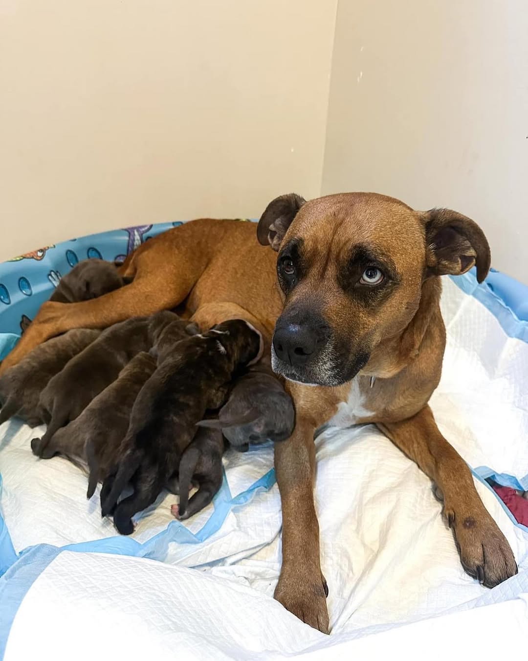 mother dog and puppies