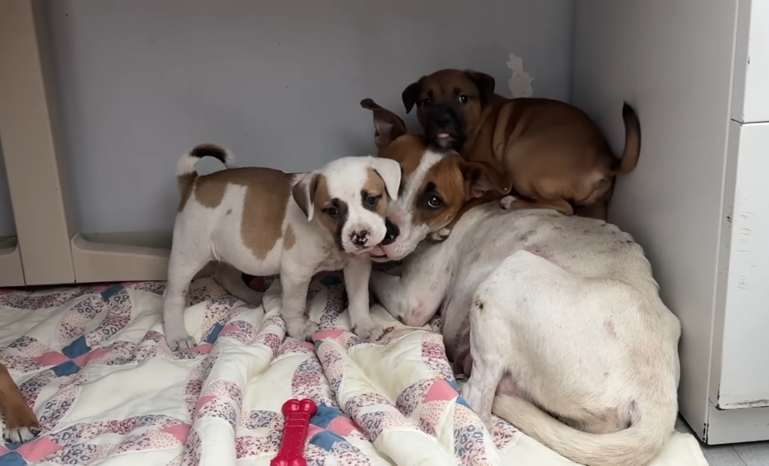 mother dog and two puppies