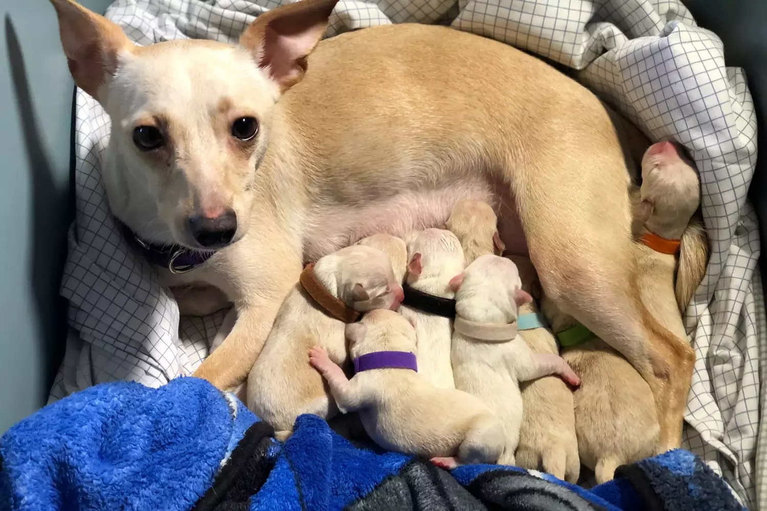 mother dog feeding a newborns