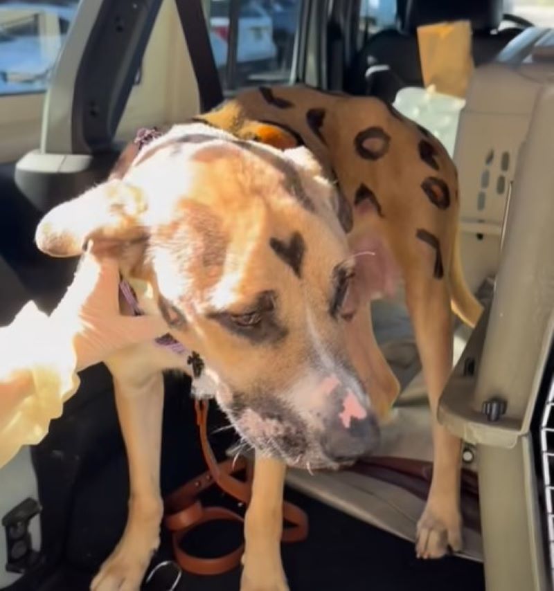 mother dog in car