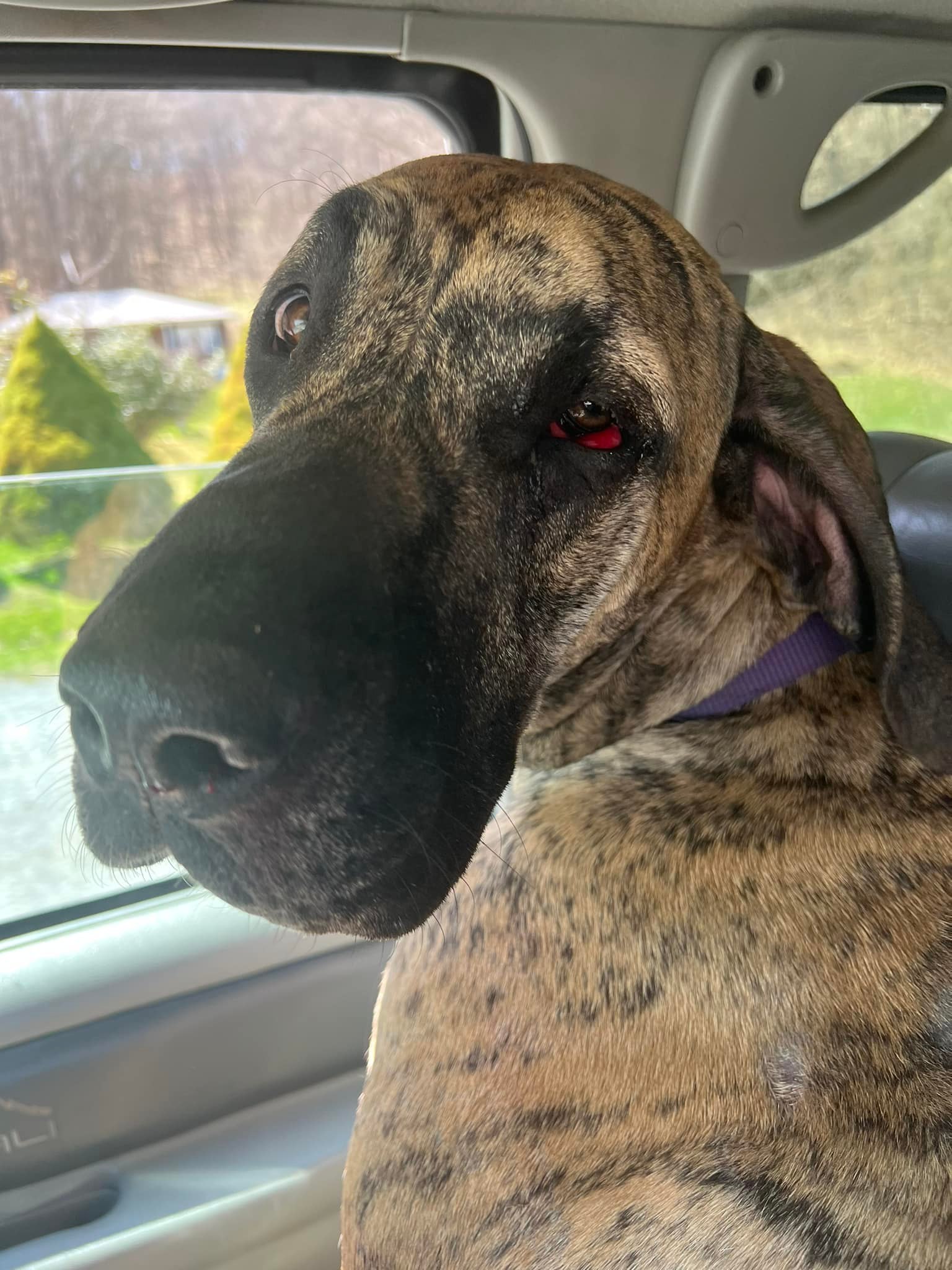 mother dog in car
