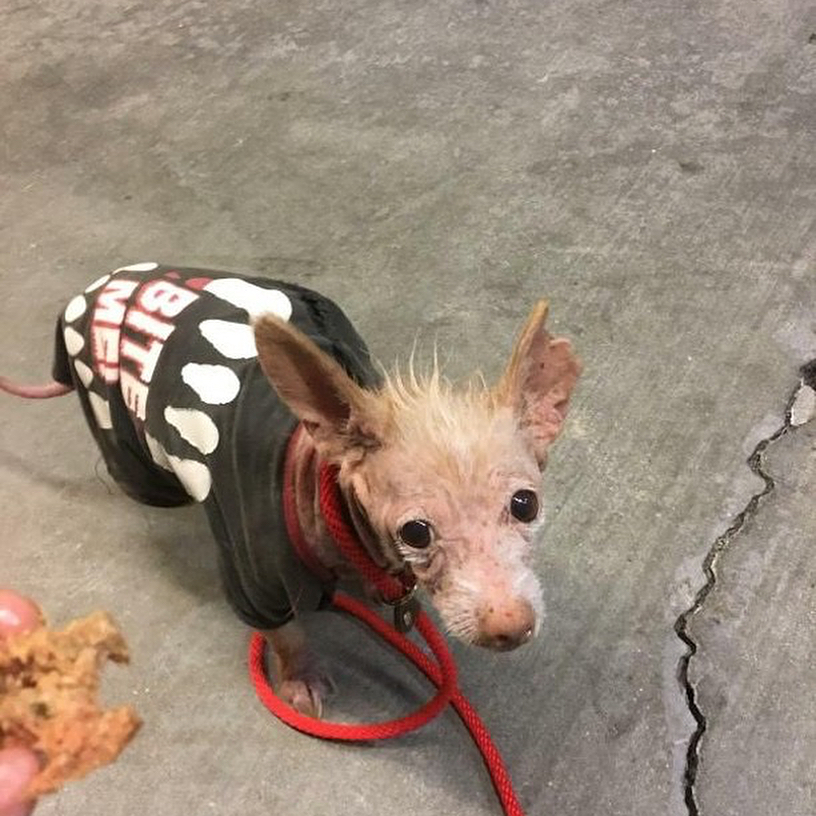 mystery stray in sweather
