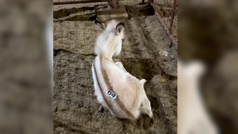mystery white animal