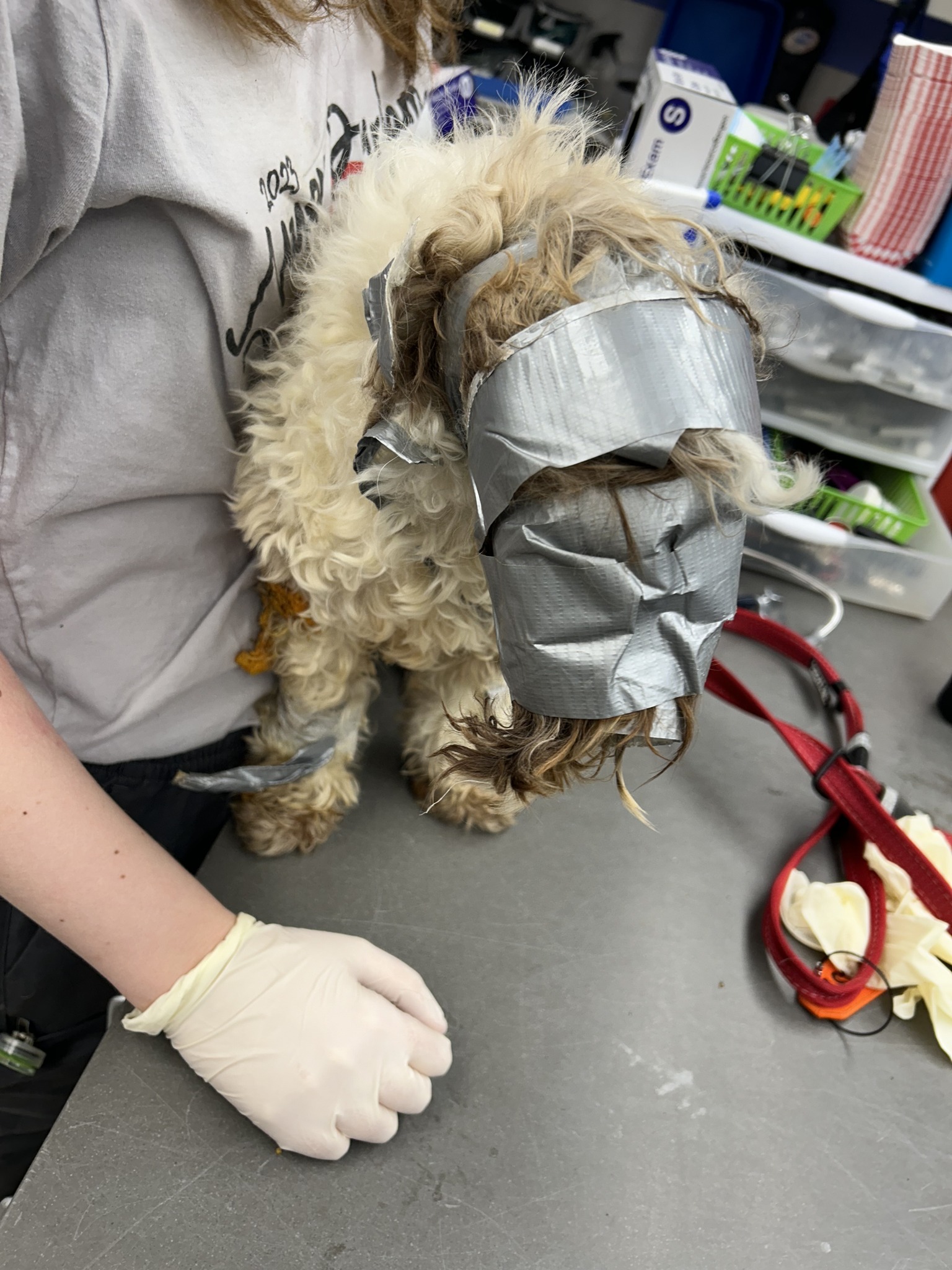 neglected dog at vets