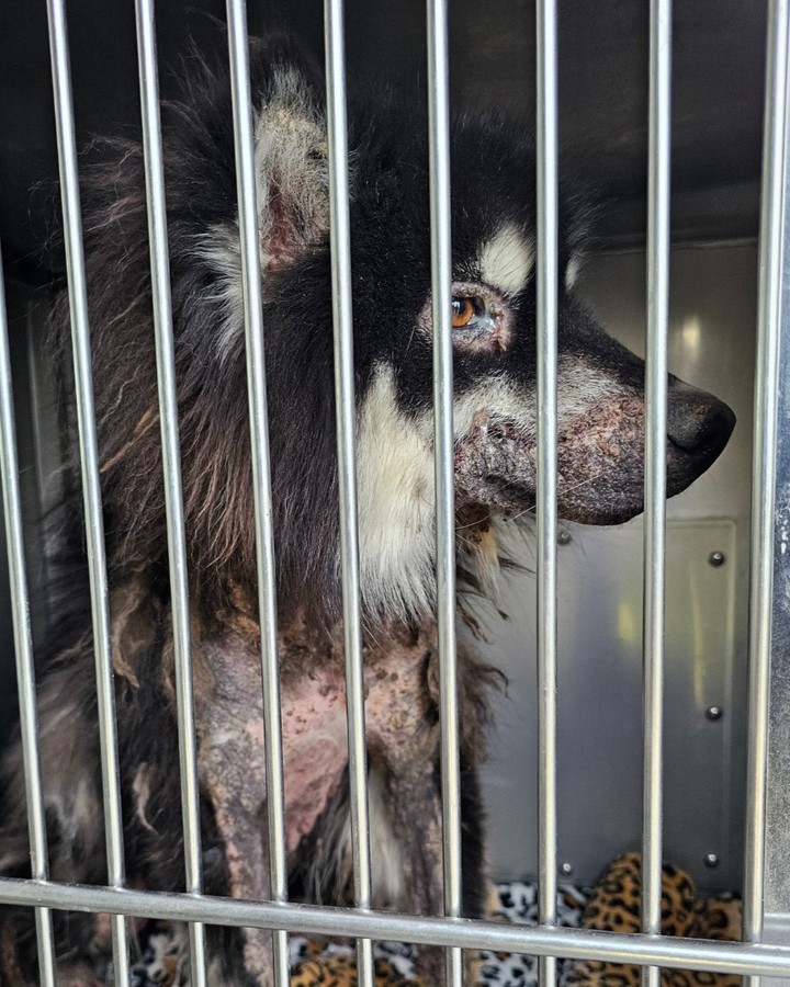 neglected dog in cage