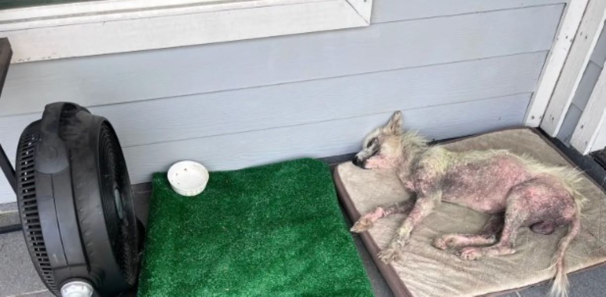neglected dog sleeping
