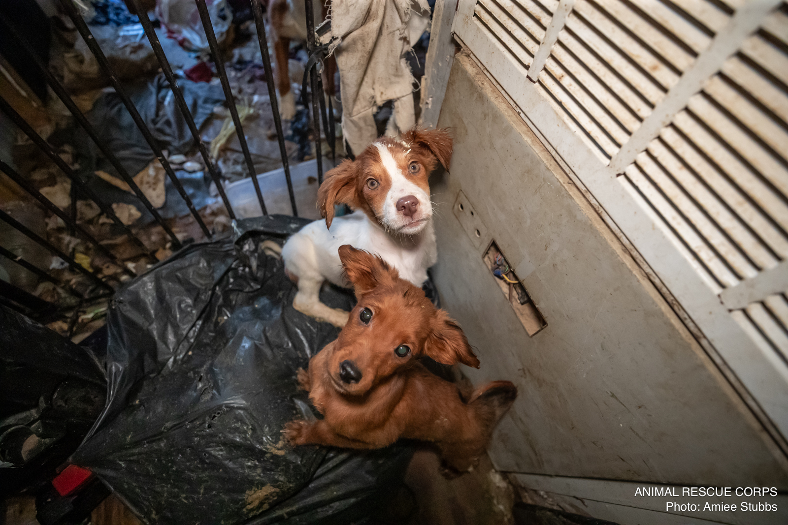neglected puppies in a trailer