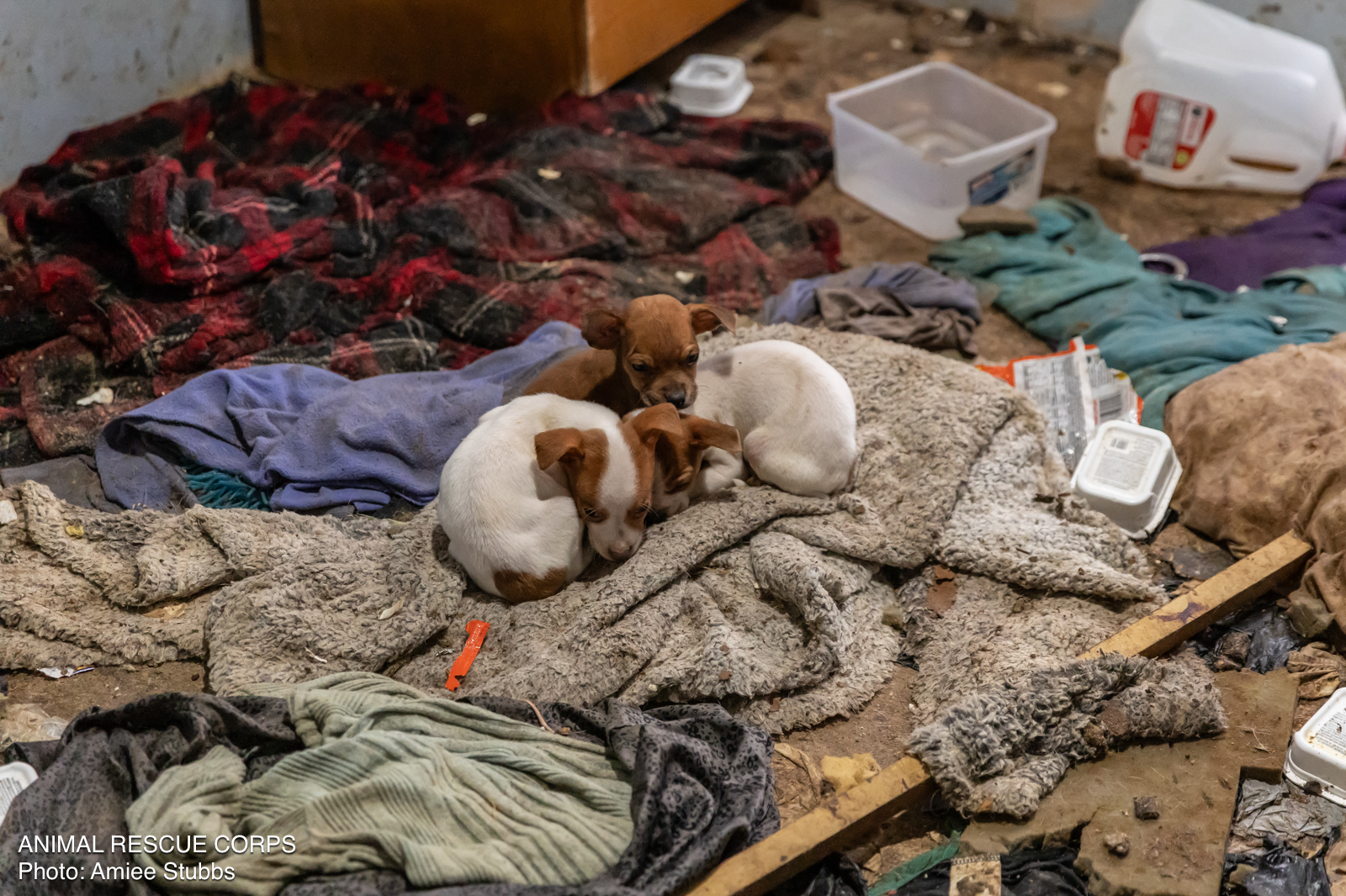 neglected puppies on a blanket
