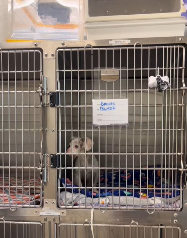 neglected white dog in shelter