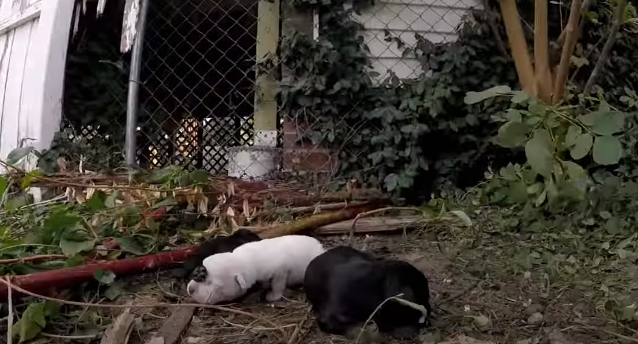 newborn puppies in the grass
