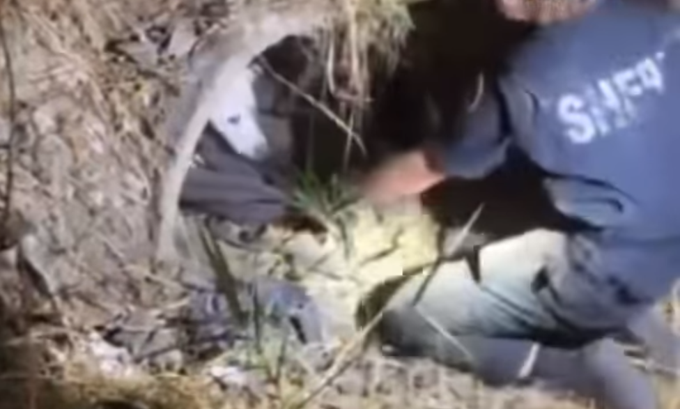 officer saving a dog