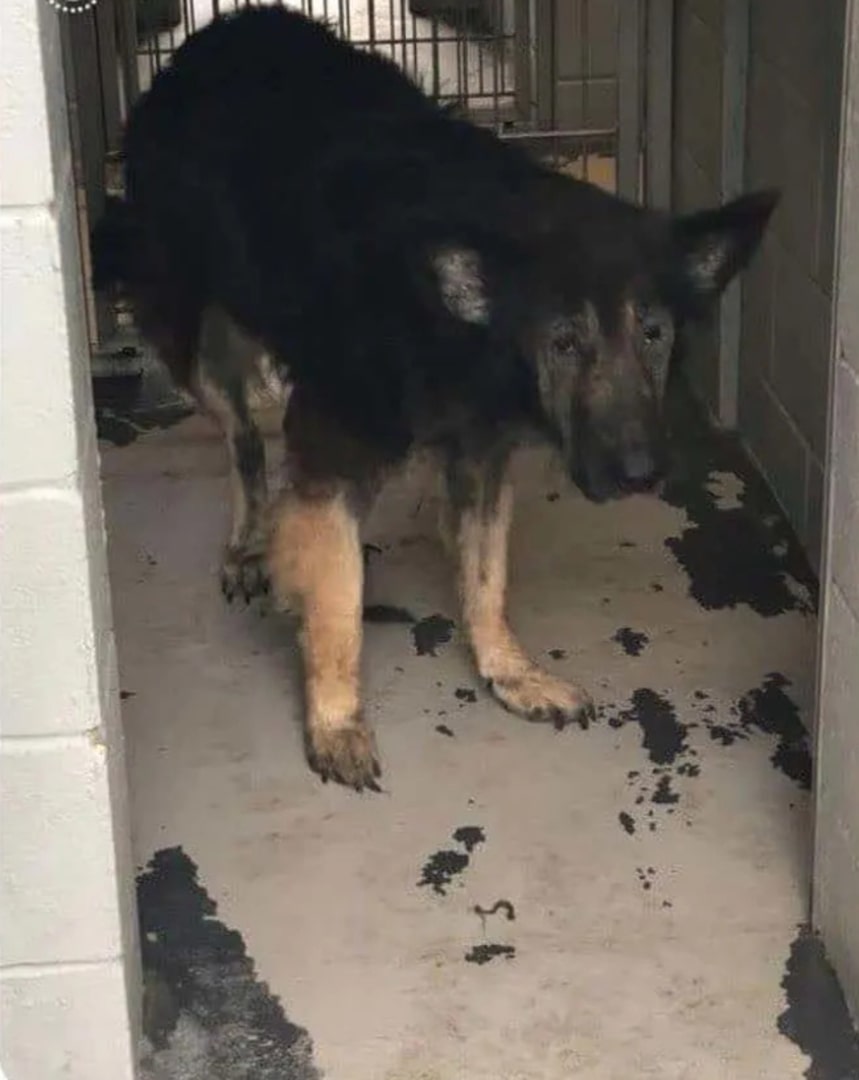 old black dog