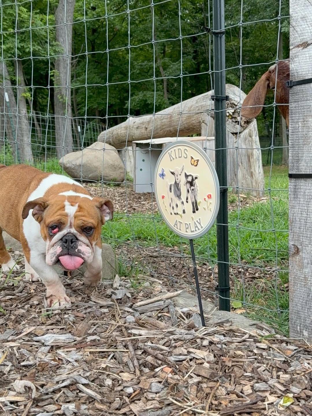 old dog