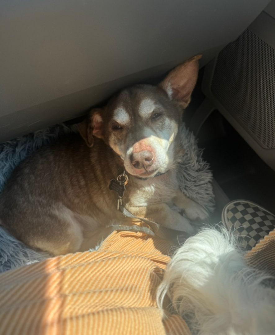 old dog laying down