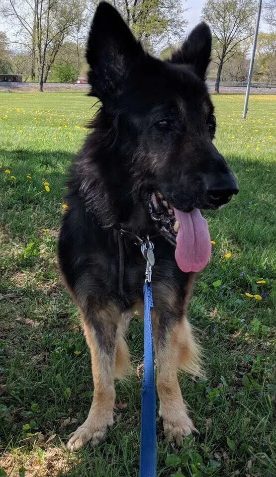 old dog on leash