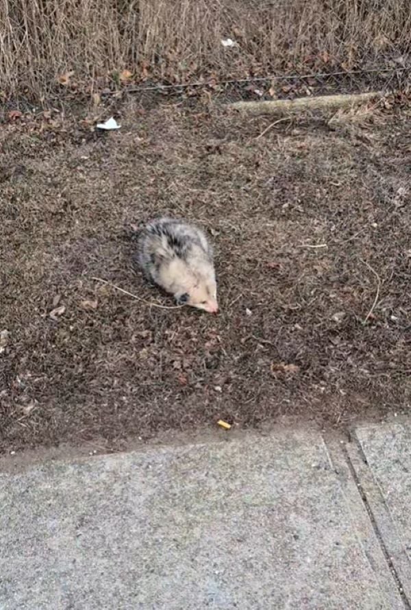 opossum near the road