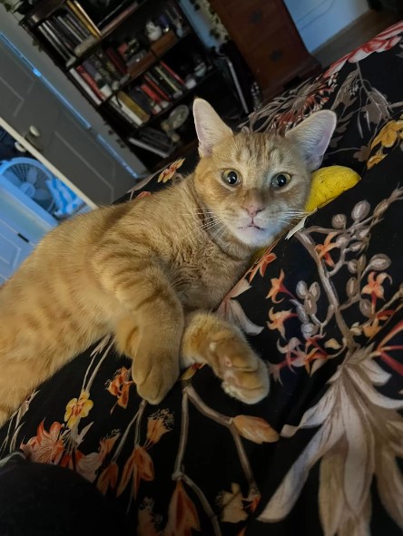 orange cat chilling 
