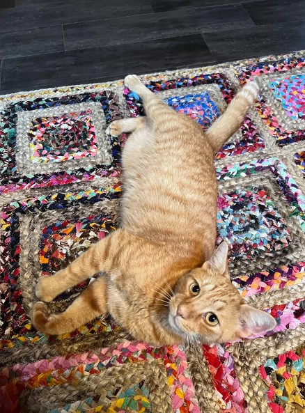orange cat on colorful carpet 