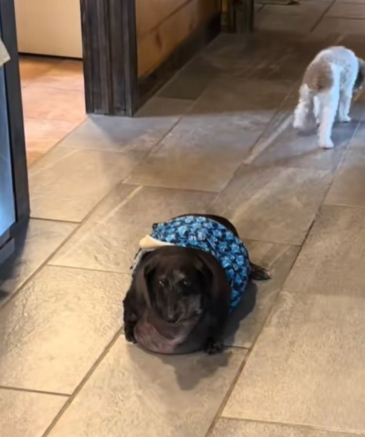 overweight dachshund 