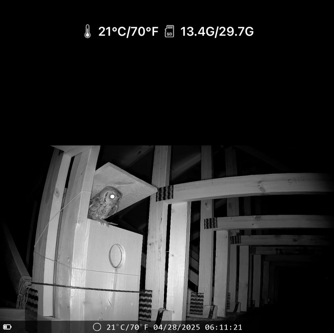 owl on camera