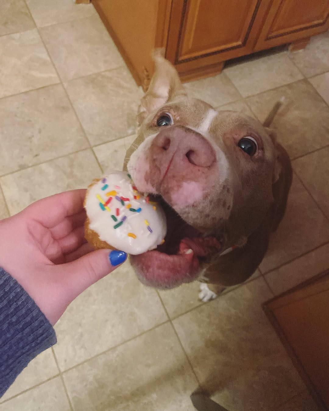 owner feeding a dog