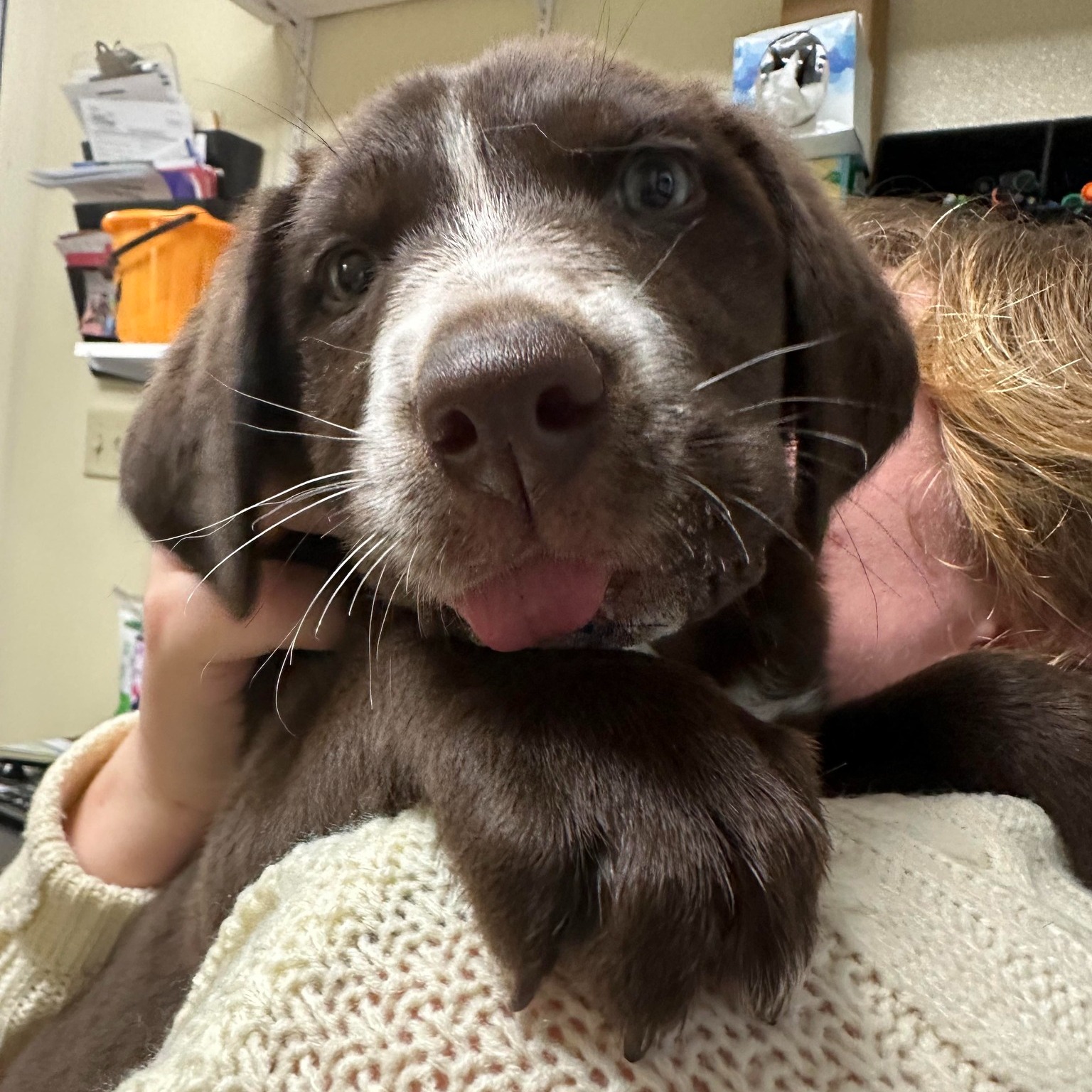 owner holding a sweet dog