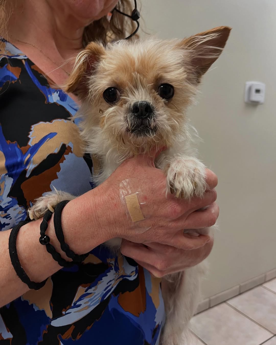 owner holding a tiny dog