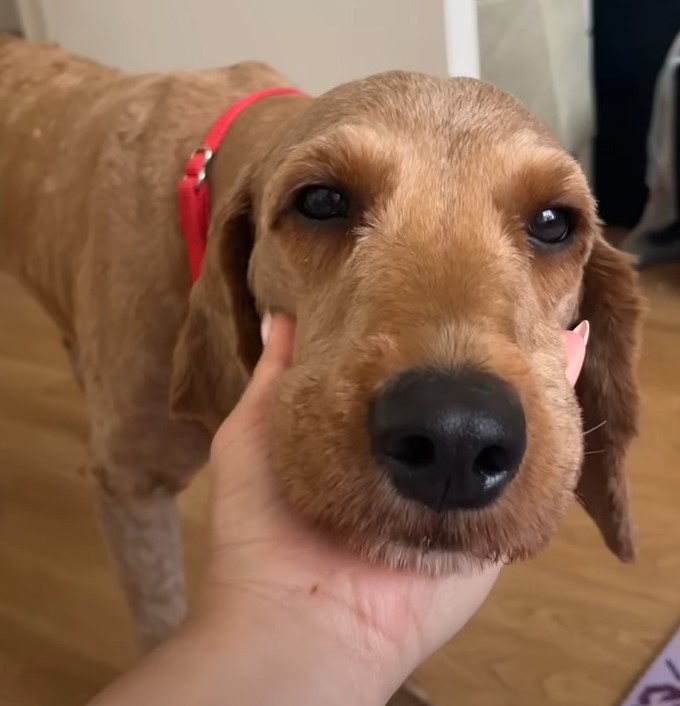 owner petting a brown dog