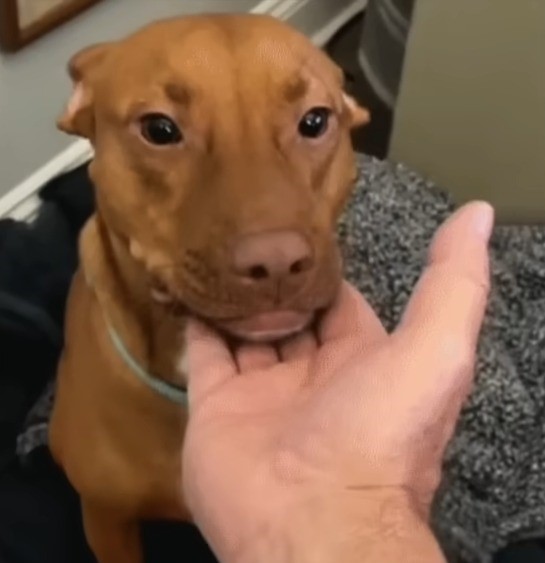 owner petting a brown dog