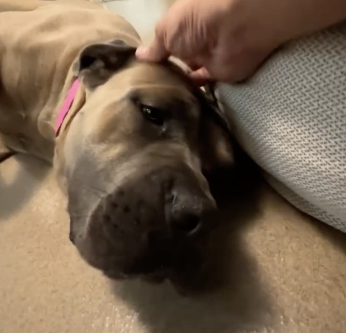 owner petting a sweet