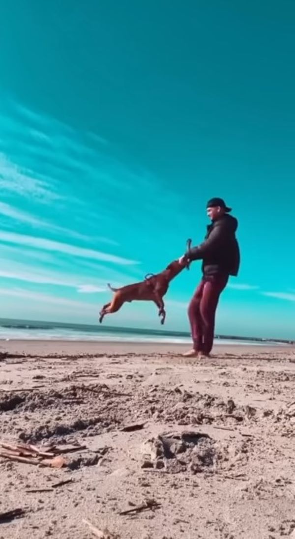 owner playing with dog