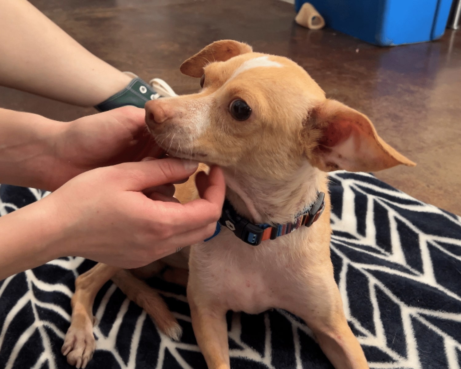 owners petting a dog