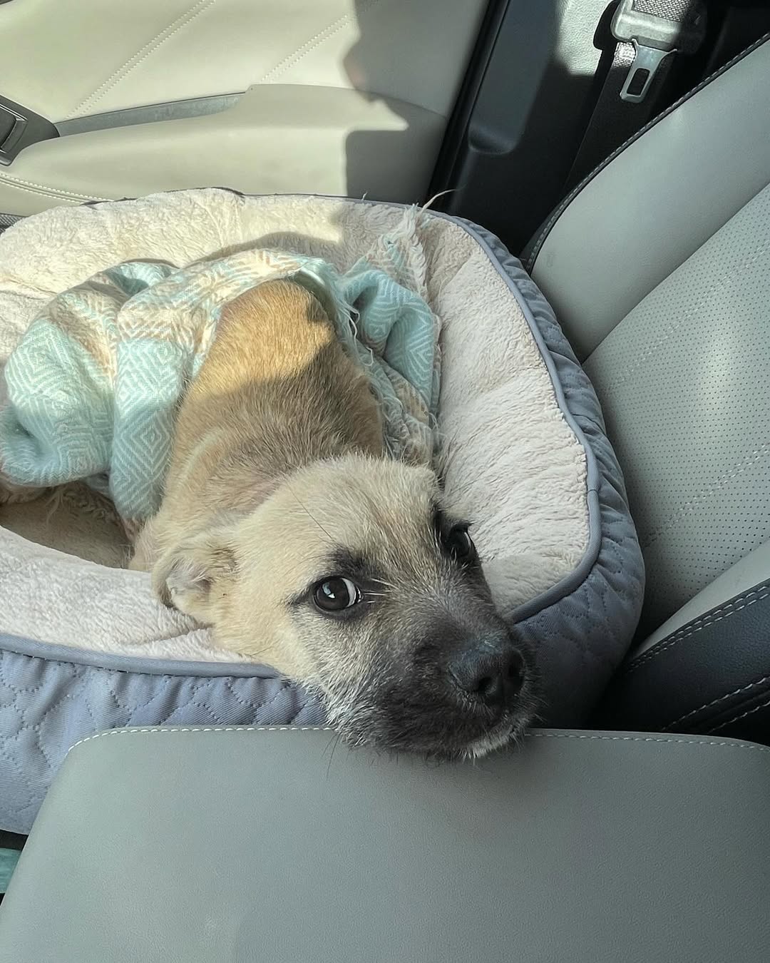 paralyzed dog in car