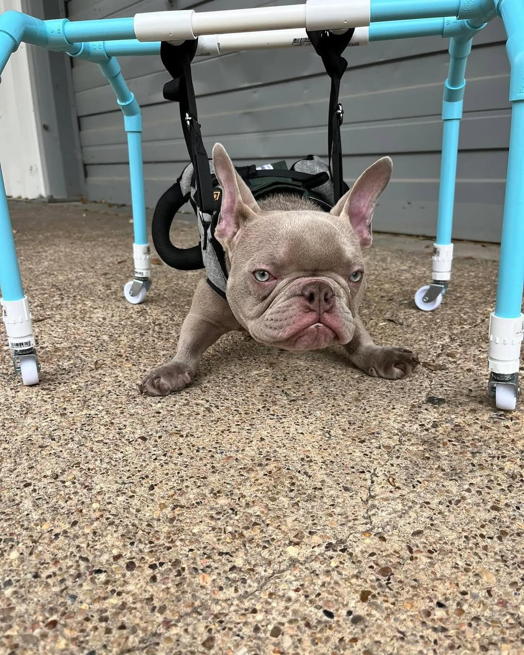 paralyzed dog
