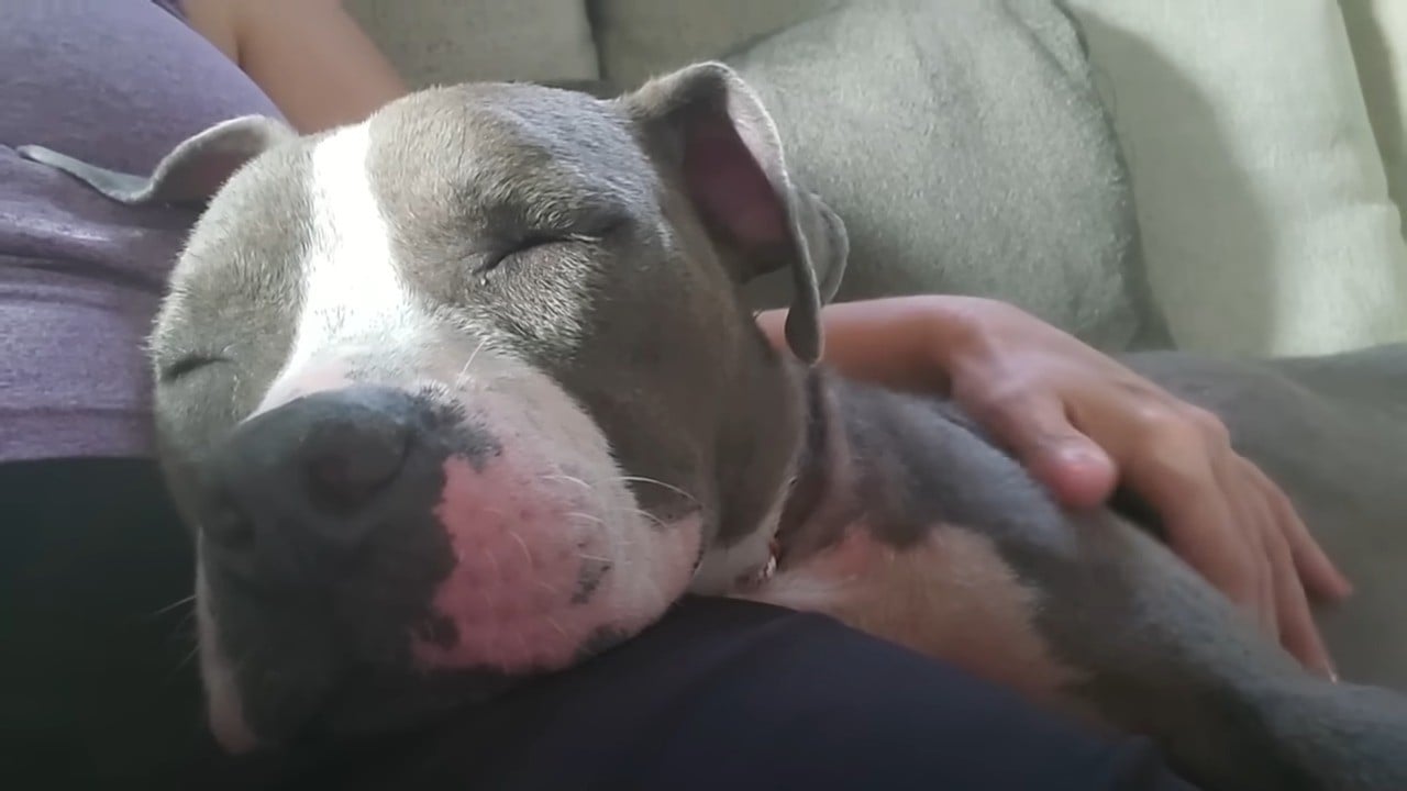 peaceful pup sleeping