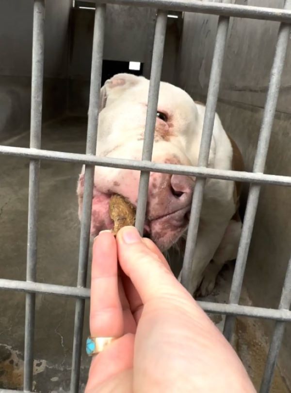 person feeding a dog