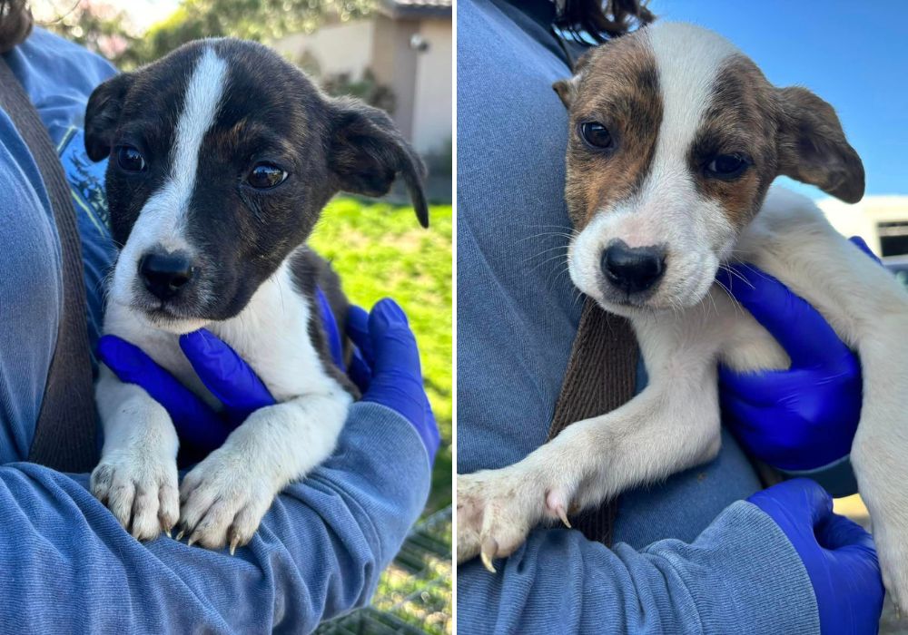 person holding two tiny puppies 