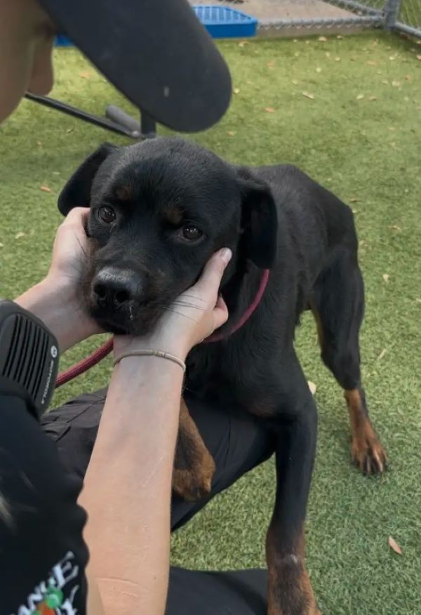 person lovingly holding dogs face