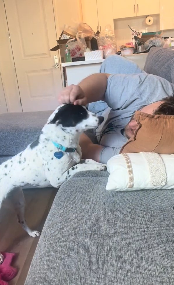 person petting a small dog