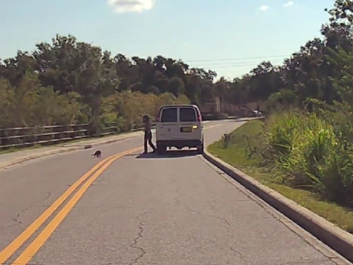 person running toward animal on the road