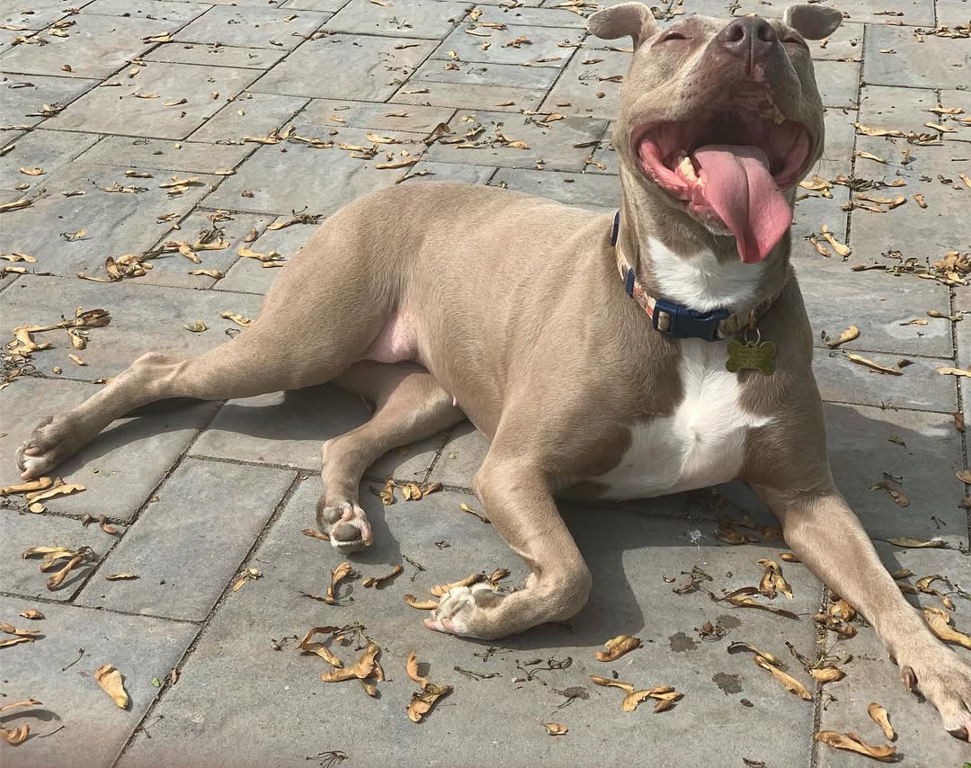 pit bull laying down