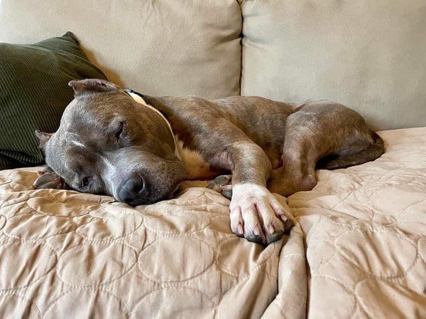 pit bull lying on couch