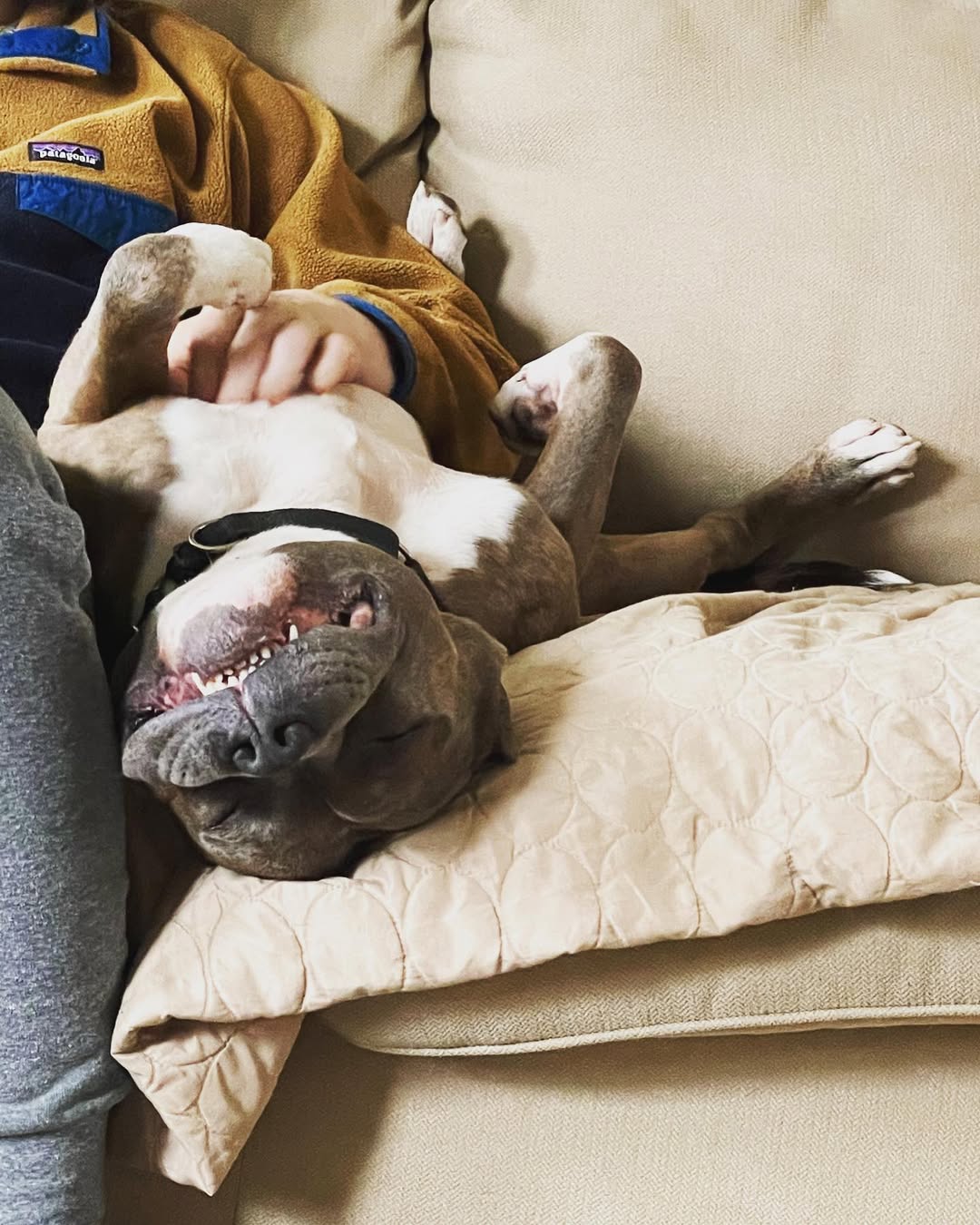pit bull lying on its back
