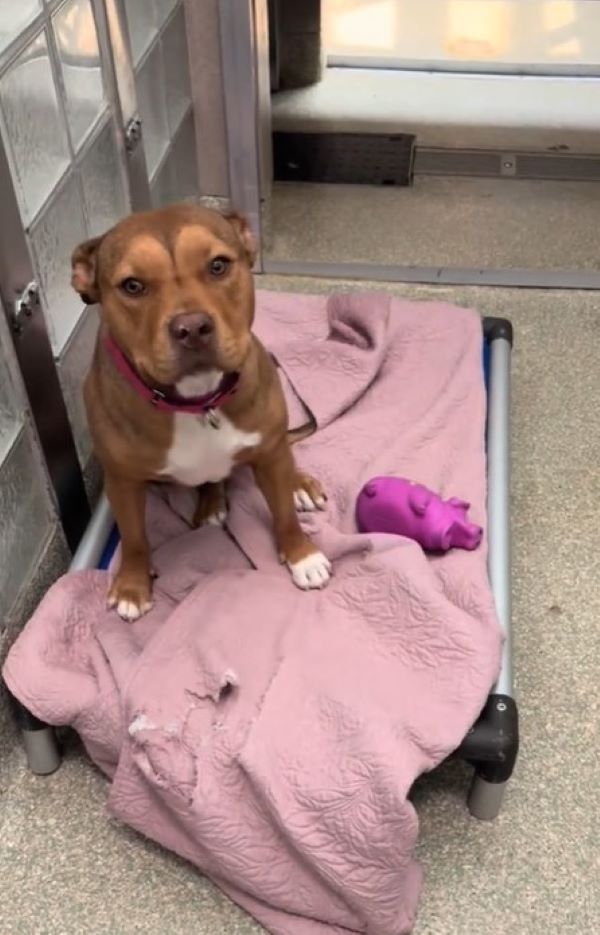 pit bull mix in a kennel