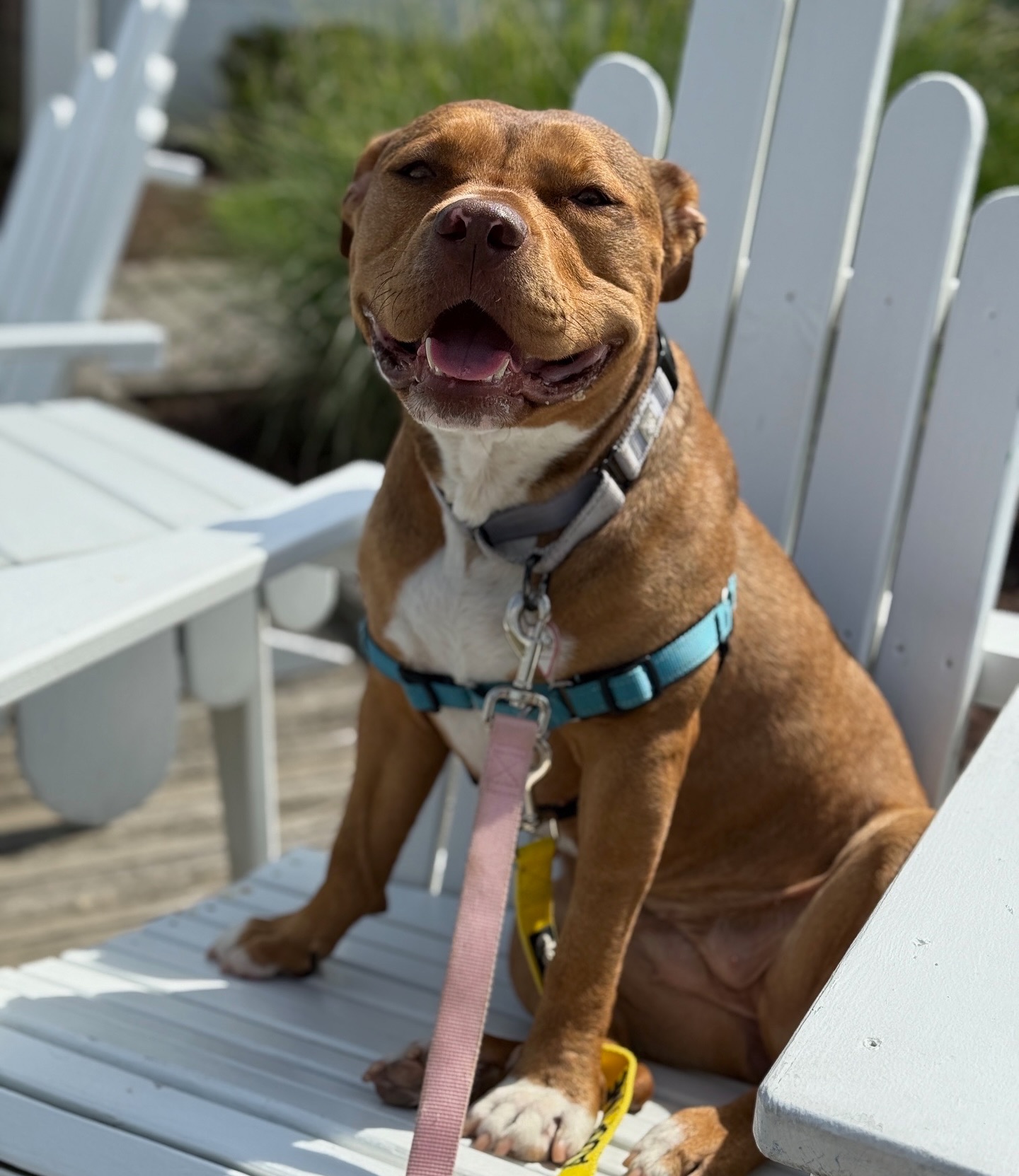 pit bull mix on a chair