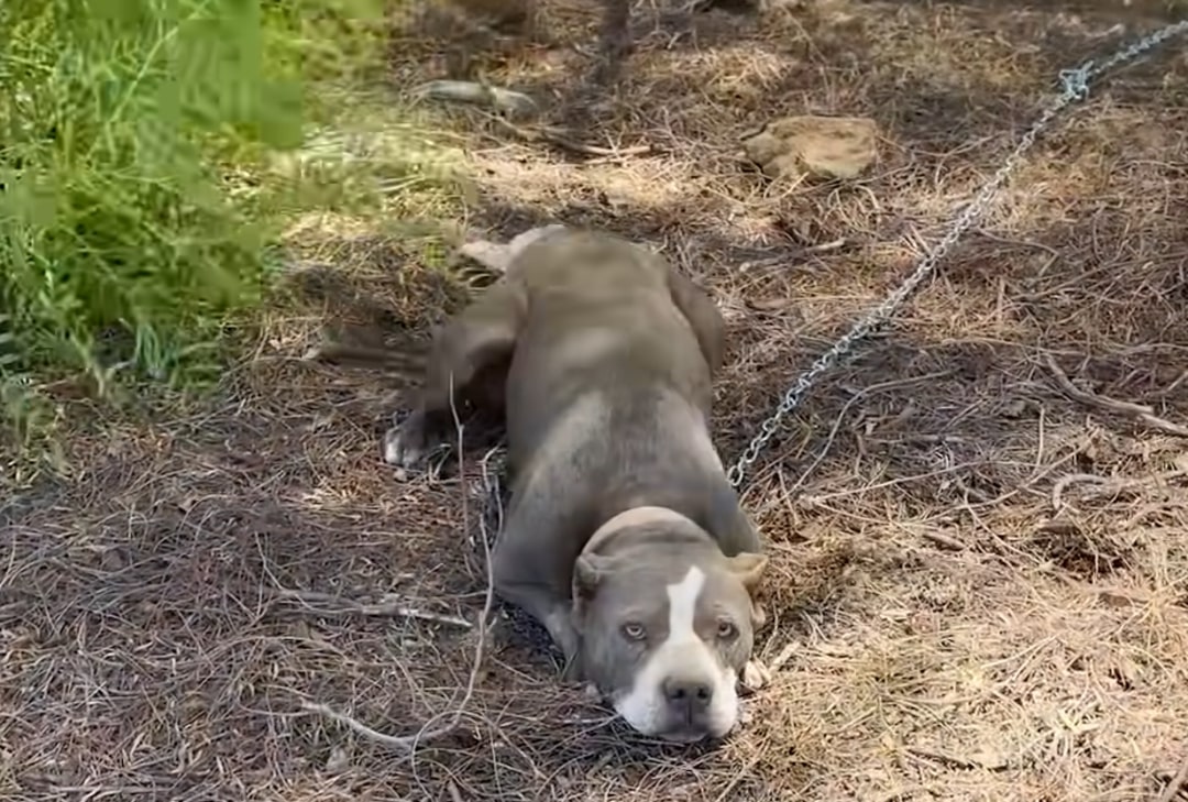 pitbull cruelly tied to a tree in the woods