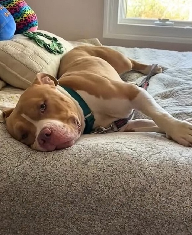 pitbull sleeping on bed