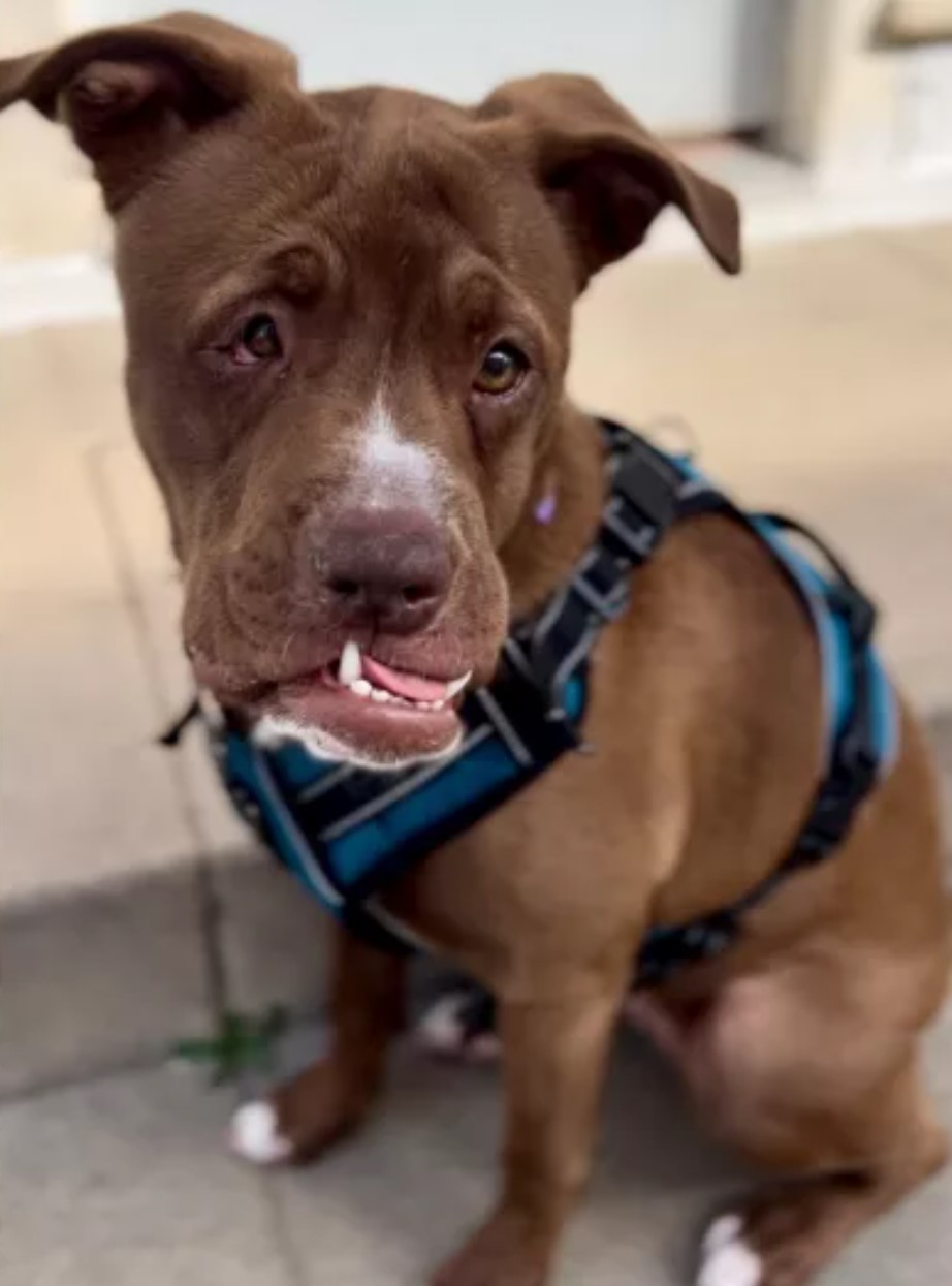 pitbull with face deformity 