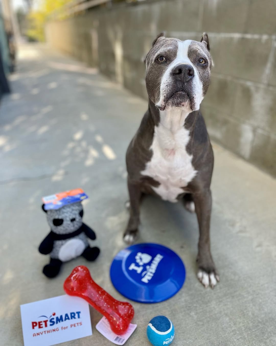 pitbull with gifts