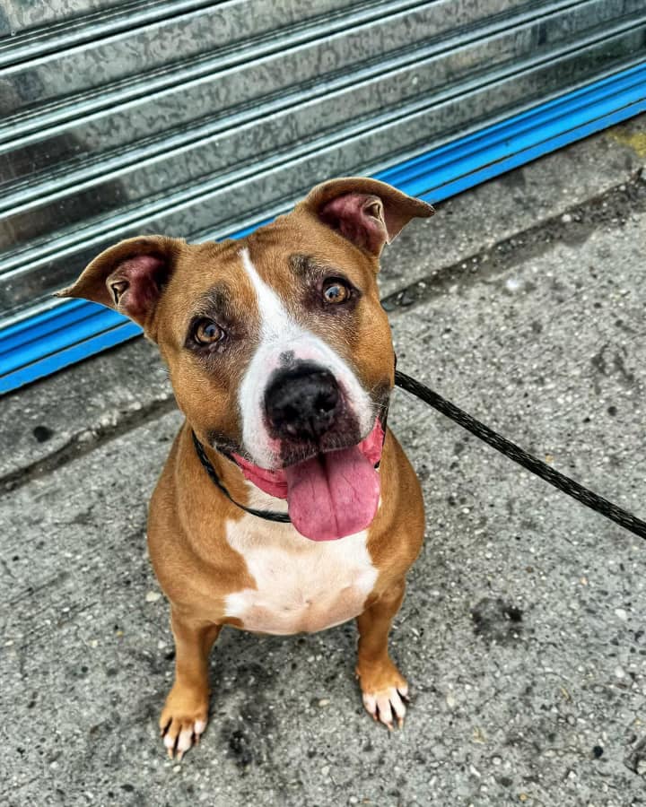 pittie looking at the camera